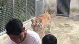 如果不是有玻璃，这兄弟绝对就没了，动物园里的老虎野性还是有的！