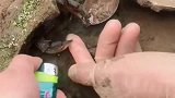螃蟹的毅力太强大了，怎么烧都不打开钳子！
