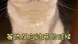 螃蟹中毒了？清蒸一下就好了！萌宠出道计划猫卫仕