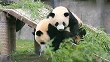 熊猫：求国家重新发个老公吧！这个不要了
