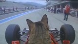 狸花猫：你们可能不知道，其实我是一名赛车手！