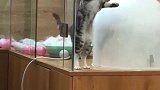 猫：我就不信我跳不出来！