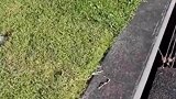 网友下班遇到鸟妈妈的求助，出手相助