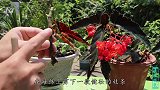 扦插四季海棠就一个技巧，做到了成活率翻几倍，绝不会黑腐烂茎