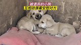 小狗依偎着互相安慰对方