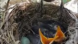 鸟妈妈自己舍不得吃，都喂食小鸟的，母爱太伟大了！