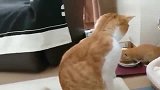 橘猫：哪来的小奶猫，吃我的猫粮，还睡我的窝，真是反了