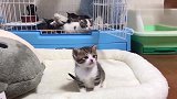 一窝小奶猫外出玩耍，可忙坏了猫妈，一路跟随