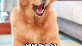 其实奶茶才是小气鬼……