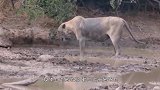 母狮在泥坑疯狂抽搐，下一秒陷入疯狂的状态，它到底怎么了！