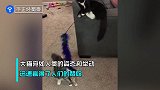 猫咪成精！大猫模仿人类用逗猫棒逗小猫 网友：这只猫养猫了