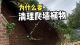 爬墙植物爬满一墙，为什么要花钱把它们清理掉呢