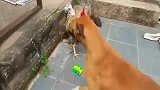 美国比特犬愤怒了，向公鸡发起了总攻！