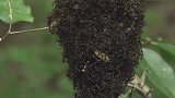蚂蚁袭击马蜂窝，最强大的“黑色怪物”！密集恐惧症者慎入！