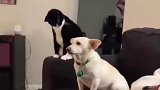 这猫手真欠，狗子一脸无辜