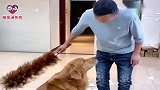 养狗后铲屎官的内心变化有三个阶段，你在哪个阶段呢？太逗了