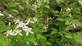 上山见到不知名植物开的白花，觉得好看就拍下来了。