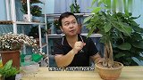 让发财树长新芽的技巧，稍微刺激下根系，新枝容易长