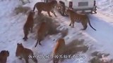 男子雪地被老虎包围，千钧一发时扔出这个东西，救了自己一命！