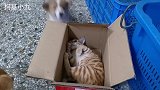 呆萌小奶狗撩小猫咪，下一秒被虐的发出杀猪般的嚎叫，心疼