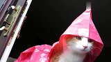 偷穿了铲屎官的雨衣来听雨！