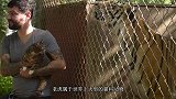 夫妇俩收养了一只被遗弃的老虎，从小当猫咪养，如今画风突变！