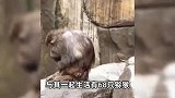 温州动物园一猕猴幼仔死亡，园方：营养不良、衰竭死亡