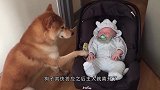 主人假装哭泣测试柴犬，没想到接下来它的反应实在是太暖了！