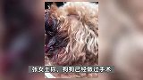 11岁女孩将狗偷走掰断其牙齿舌头，主人：狗狗后期可能没法自主进食