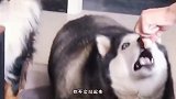 驴：就你还想跟我比转圈儿，我天生就是拉磨的