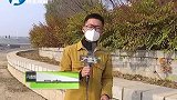 “恶魔”一枝黄花出现在郑州，竟是人工种植