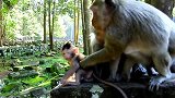 小猴子的行为就像一只国王的猴子，但是当有人触摸他时它就哭