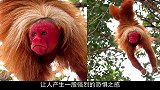 世界上最丑陋的猴子，堪称猴界“裘千尺”！赤秃猴-你礼貌吗