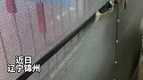 气坏了！下雨天主人把狗忘在院子里，狗子咣咣敲门二十分钟！