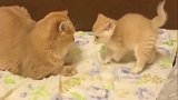 小猫太调皮，猫妈妈教训小猫直接按住小猫咪的脑袋