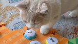 为了小母猫，这是要跟老母亲决裂呀