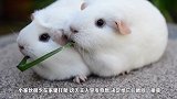 两只小豚鼠同吃一根草，吃到最后的反应让人萌翻，太可爱了