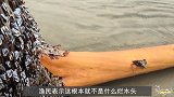 岸边发现一根“烂木头”，游客看到被吓跑，渔民一看发财了！