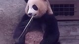 熊猫宝宝沙雕合集，居然还有这种操作？数量少是有原因的，我服了