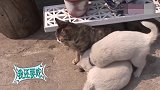 两只小奶狗认错妈妈，整天缠着小猫咪要喝奶