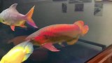 拥有这样的极品金龙鱼，就算每天叫我来喂鱼， 我也特别乐意！