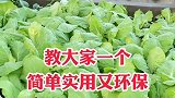 白菜上有牙虫白粉虱红蜘蛛，小妙招轻松解决