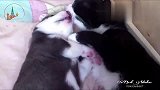 猫咪见到刚出生的小二喜欢得不行,非要亲亲抱抱