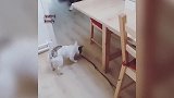 你怎么这么傻呢,咬这么长的棍子,怎么能进来啊!