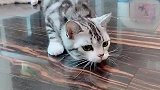 猫：我就四处看看有没有小鱼干！