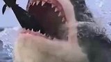 震撼大白鲨捕食跃水瞬间