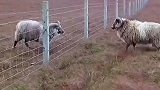 小羊隔着围栏对撞，结果楞在原地缓不过神来
