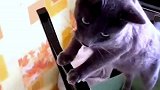 猫咪，这下上过学的身份暴露了