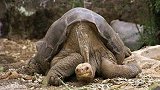 世界最大的乌龟，18个月不吃不喝都能活下去，如今却濒临绝种
