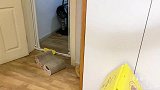 小狗不堪忍受大猫毒打，半夜偷偷在猫水碗里洗脚报复